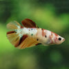 Multicolor/ Galaxy Koi Halfmoon- Female- 13 Weeks Old