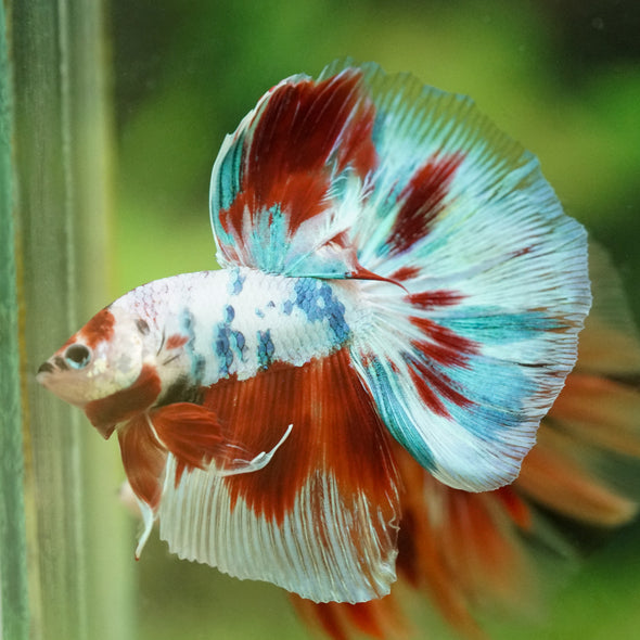 Galaxy/Candy Koi Halfmoon - 14 weeks old