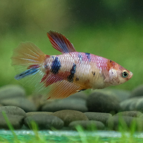 Multicolor/ Galaxy Koi Halfmoon- Female- 13 Weeks Old