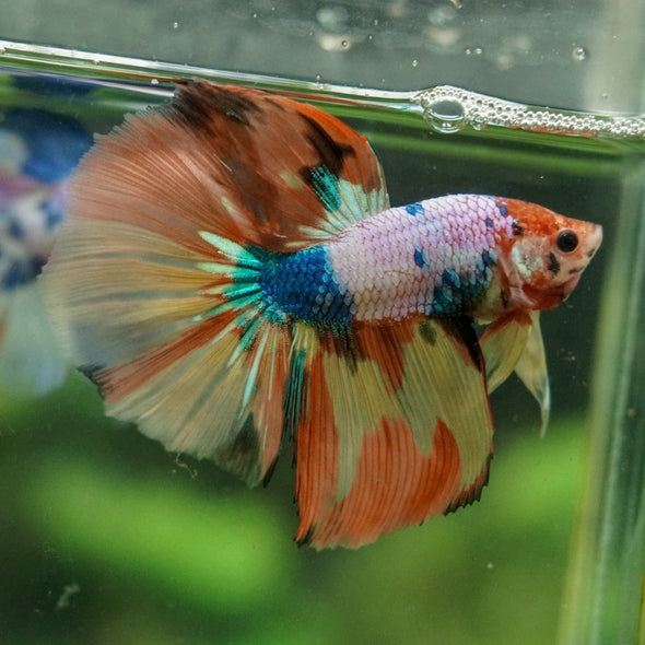 Galaxy/Candy Koi Halfmoon - 14 weeks old