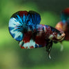 Multicolor/Galaxy Koi Plakat -16 weeks Old