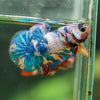 Multicolor/Galaxy Koi Plakat -16 weeks Old