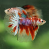 Galaxy/Candy Koi Halfmoon - 14 weeks old