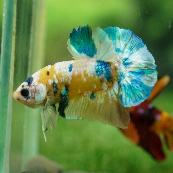 Multicolor/Galaxy Koi Plakat -13 weeks Old