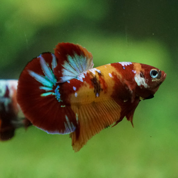 Multicolor/Galaxy Koi Plakat -13 weeks Old