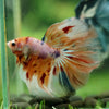 Galaxy/Candy Koi Halfmoon - 14 weeks old