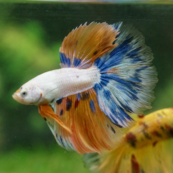 Galaxy/Candy Koi Halfmoon - 13 weeks old