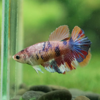 Multicolor/ Galaxy Koi Halfmoon | Female| 15 Weeks Old | Breeder Grade