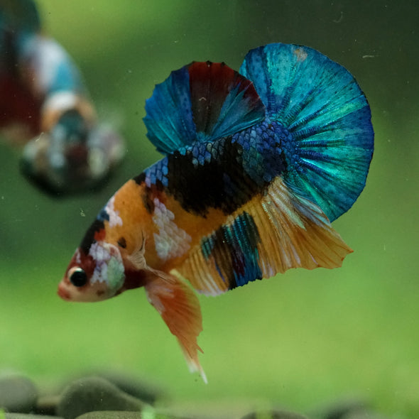 Multicolor/Galaxy Koi Plakat -16 weeks Old