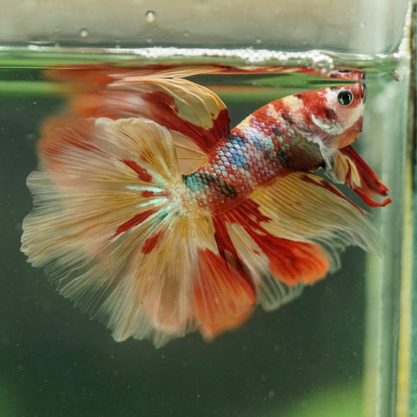 Galaxy/Candy Koi Halfmoon - 14 weeks old