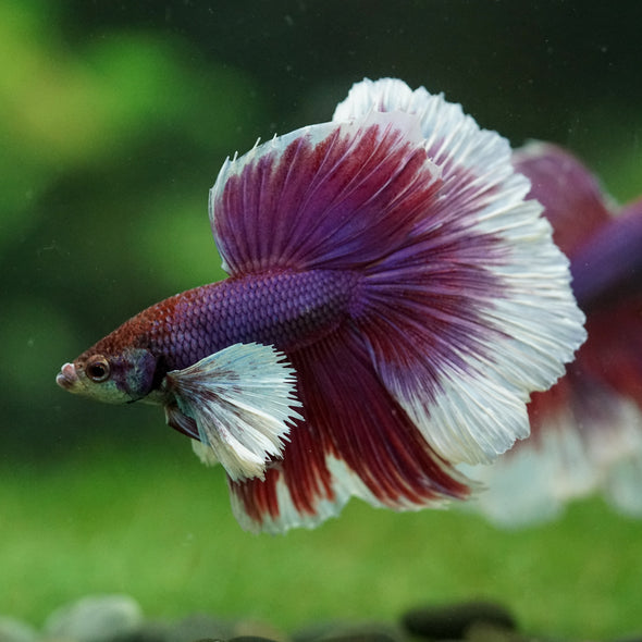 Dumbo Halfmoon - 15 weeks old