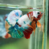 Multicolor/Galaxy Koi Plakat -16 weeks Old