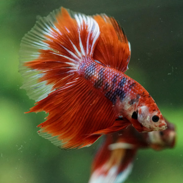 Galaxy/Candy Koi Halfmoon - 14 weeks old