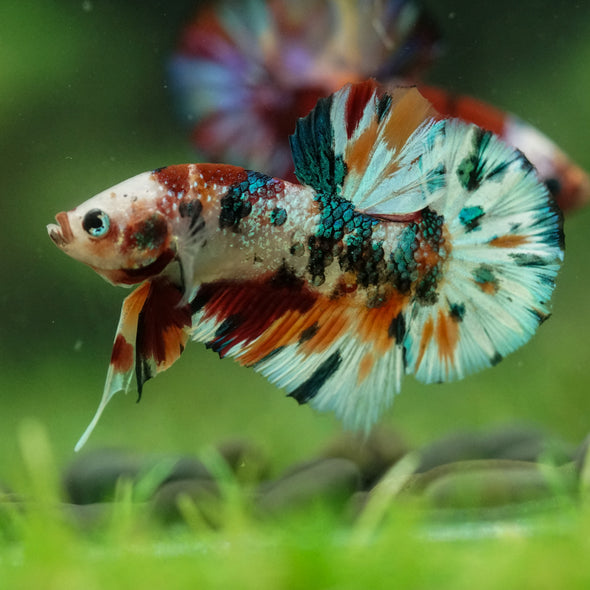 Multicolor/Galaxy Koi Plakat -16 weeks Old