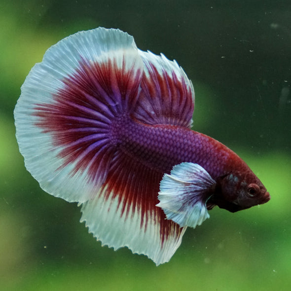 Dumbo Halfmoon - 13 weeks old