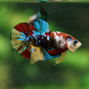 Multicolor/Galaxy Koi Plakat -16 weeks Old