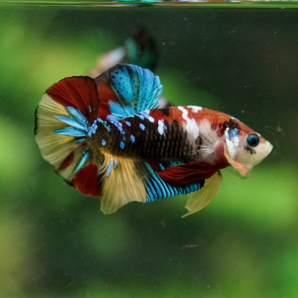 Multicolor/Galaxy Koi Plakat -16 weeks Old