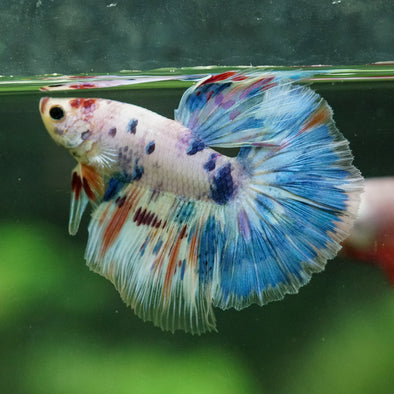 Galaxy/Candy Koi Halfmoon - 11 weeks old