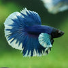 Dumbo Halfmoon - 11 weeks old
