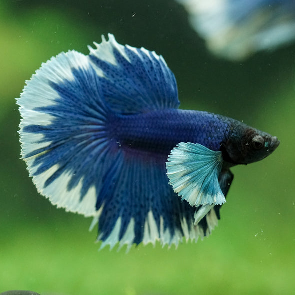Dumbo Halfmoon - 11 weeks old