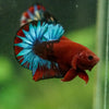 Red Fancy (Hell Boy) Plakat -13 weeks Old