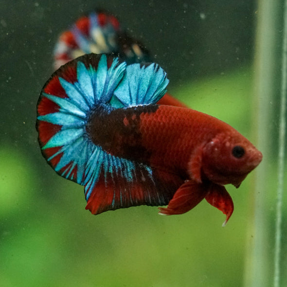 Red Fancy (Hell Boy) Plakat -13 weeks Old
