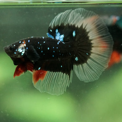 Black Base Galaxy/Candy Koi Halfmoon - 14 weeks old