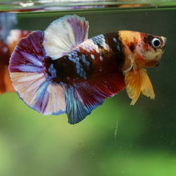 Multicolor/Galaxy Koi Plakat -16 weeks Old