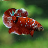 Multicolor/Galaxy Koi Plakat -16 weeks Old