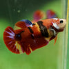Multicolor/ Galaxy Koi Plakat- Female- 13 Weeks Old