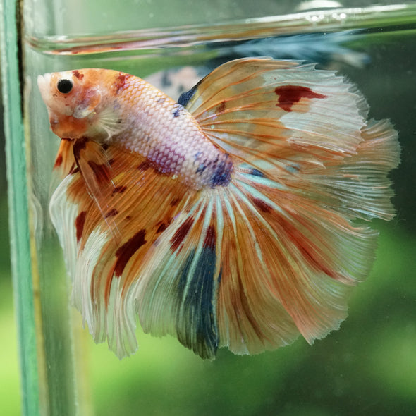 Galaxy/Candy Koi Halfmoon - 14 weeks old