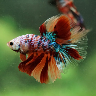 Galaxy/Candy Koi Halfmoon - 14 weeks old
