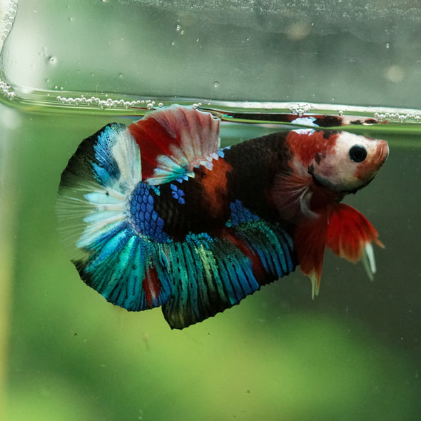 Multicolor/Galaxy Koi Plakat -16 weeks Old
