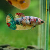 Multicolor/ Galaxy Koi Plakat- Female- 13 Weeks Old