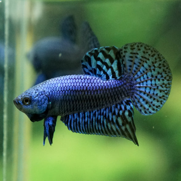 Alien Betta Plakat -11 weeks Old