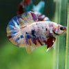 Multicolor/Galaxy Koi Plakat -16 weeks Old