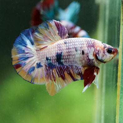 Multicolor/Galaxy Koi Plakat -16 weeks Old