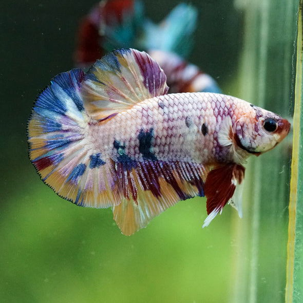 Multicolor/Galaxy Koi Plakat -16 weeks Old