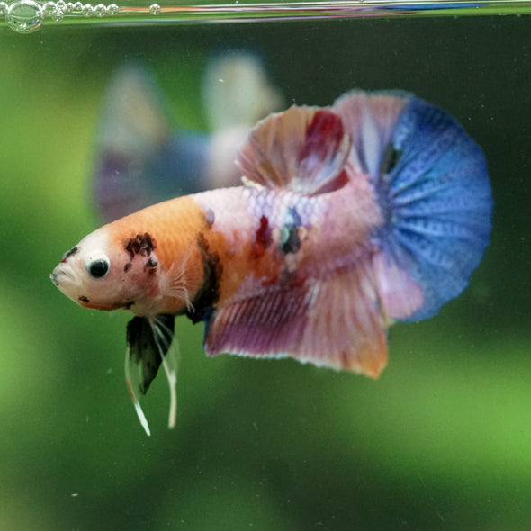 Multicolor/Galaxy Koi Plakat -11 weeks Old