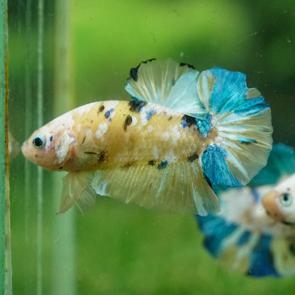 Multicolor/Galaxy Koi Plakat -14 weeks Old