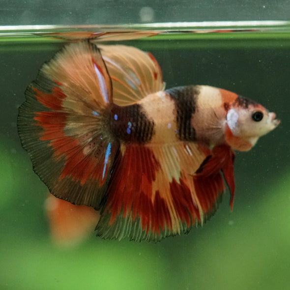 Galaxy/Candy Koi Halfmoon - 10 weeks old