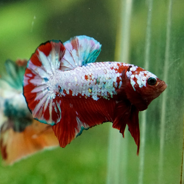 Multicolor/Galaxy Koi Plakat -16 weeks Old