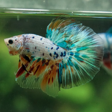 Galaxy/Candy Koi Halfmoon - 13 weeks old