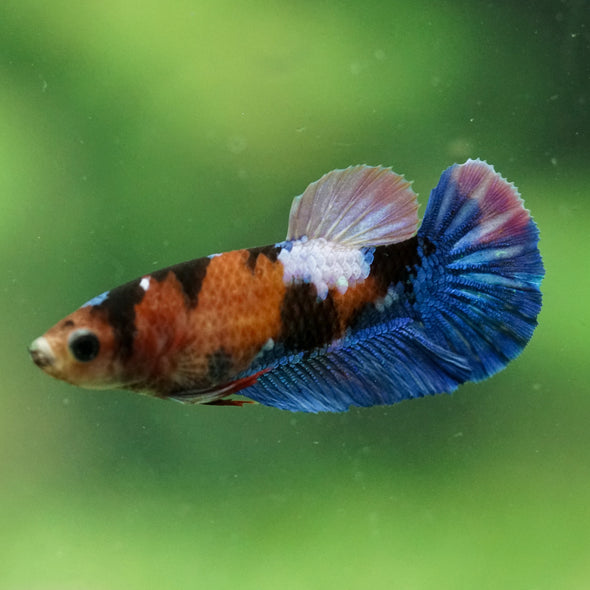 Multicolor/ Galaxy Koi Plakat- Female- 13 Weeks Old