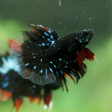 Black Base Galaxy/Candy Koi Halfmoon - 14 weeks old
