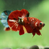 Multicolor/Galaxy Koi Plakat -16 weeks Old
