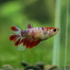 Multicolor/ Galaxy Koi Halfmoon - Female- 13 Weeks Old