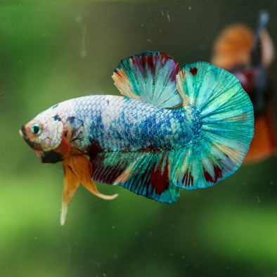 Multicolor/Galaxy Koi Plakat -16 weeks Old