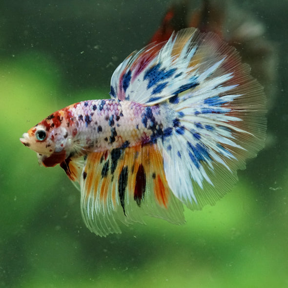 Galaxy/Candy Koi Halfmoon - 13 weeks old