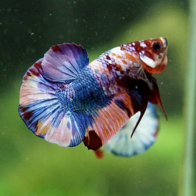 Multicolor/Galaxy Koi Plakat -16 weeks Old